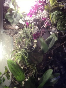 L'orchidée Ember Pal est placée juste au dessus du bac. 