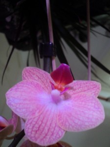 Unknown Phal.