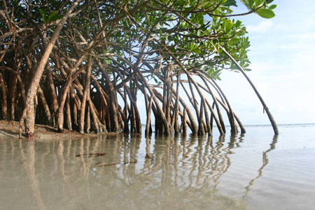 Mangrovestory What are Mangroves all about?