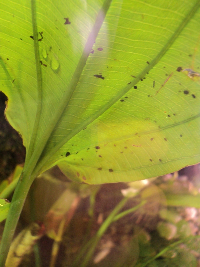 Colonie de pucerons. Il y a beaucoup de fourmis en ce moment et les feuilles de la Sword Amazonia étant disposée de façon à ce que les fourmis peuvent venir élever leurs pucerons, ces pucerons font aussi une nourriture pour les poissons...